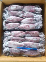 Squid - Image 1